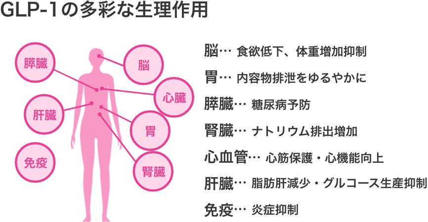 GLP-1の多彩な生理作用